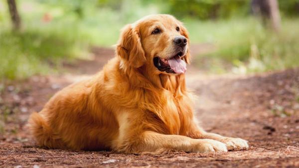 golden-retriever-dog-breed